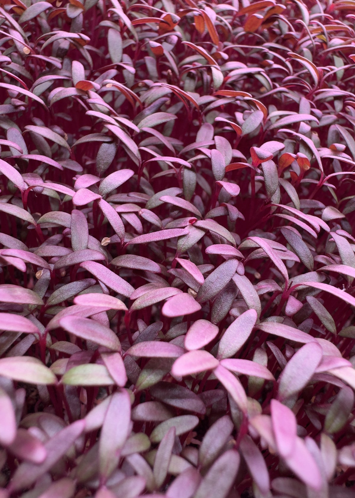 Amaranth Mikro Filiz