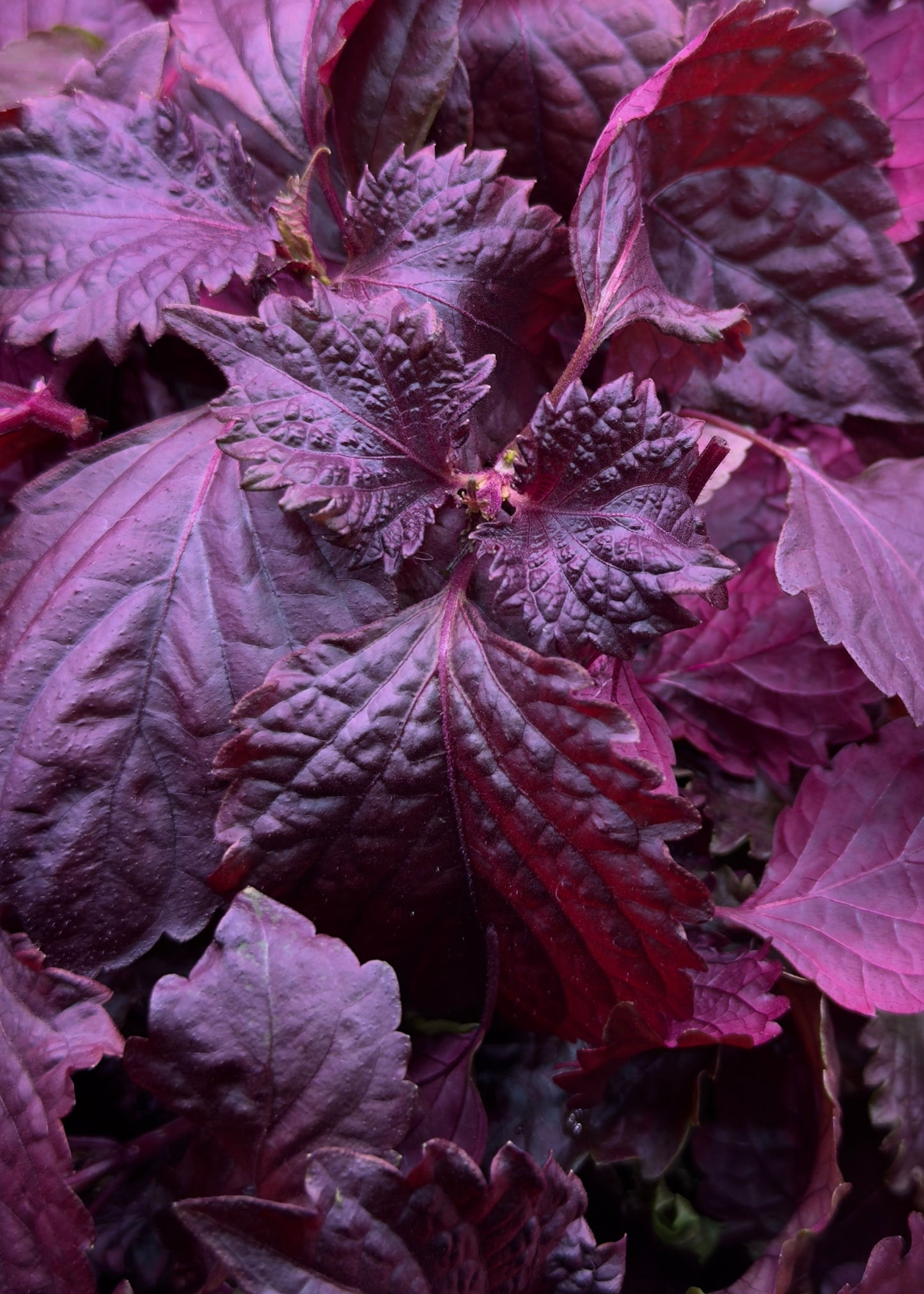 Shiso Bicolor Mikro Filiz