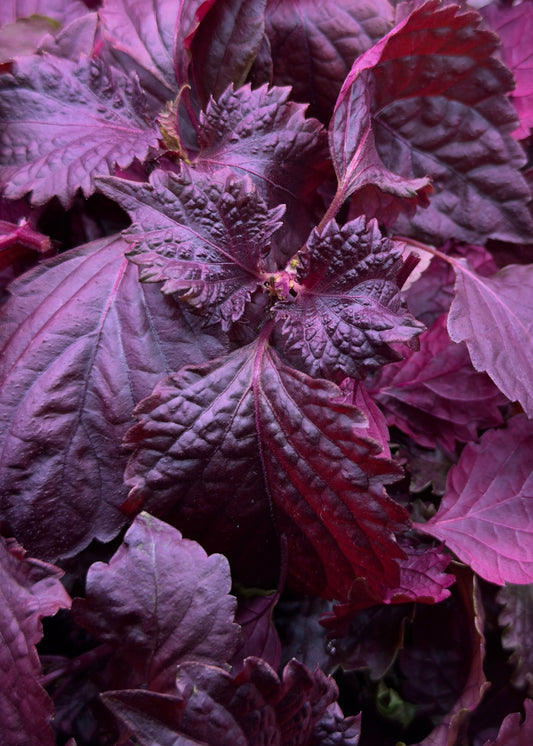 Shiso Bicolor Mikro Filiz