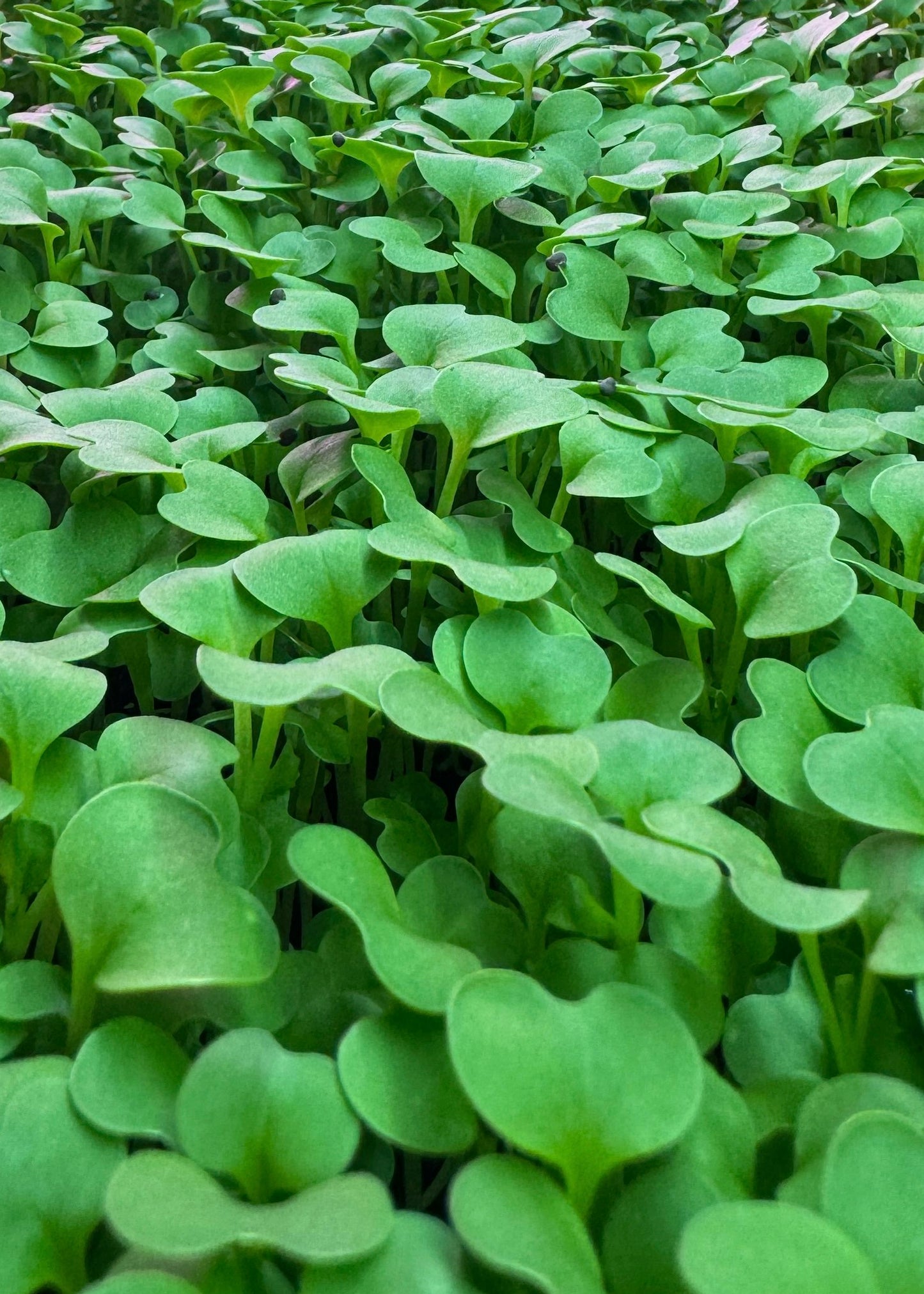 Pak Choi Yeşil Mikro Filiz